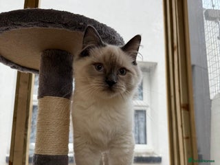 Ragdoll cats Beautiful ragdoll Dudley - Advert 3