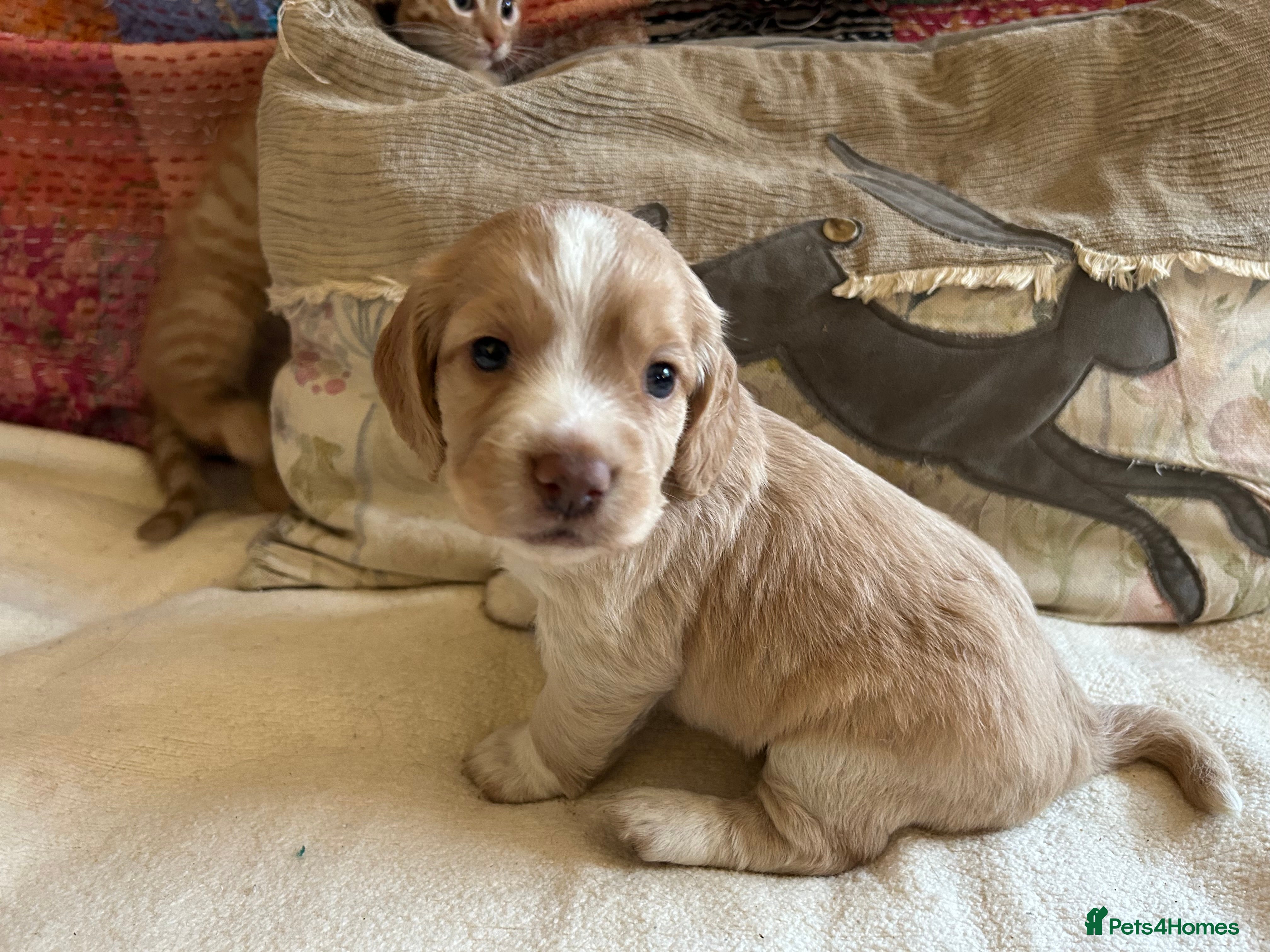 Cocker Spaniel dogs STUNNING WORKING COCKER SPANIEL PUPS - Advert 15