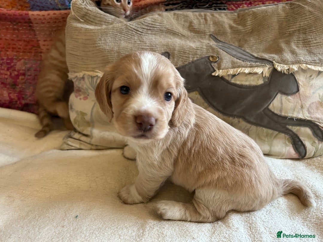 Cocker Spaniel dogs for sale: STUNNING WORKING COCKER SPANIEL PUPS - Advert 9