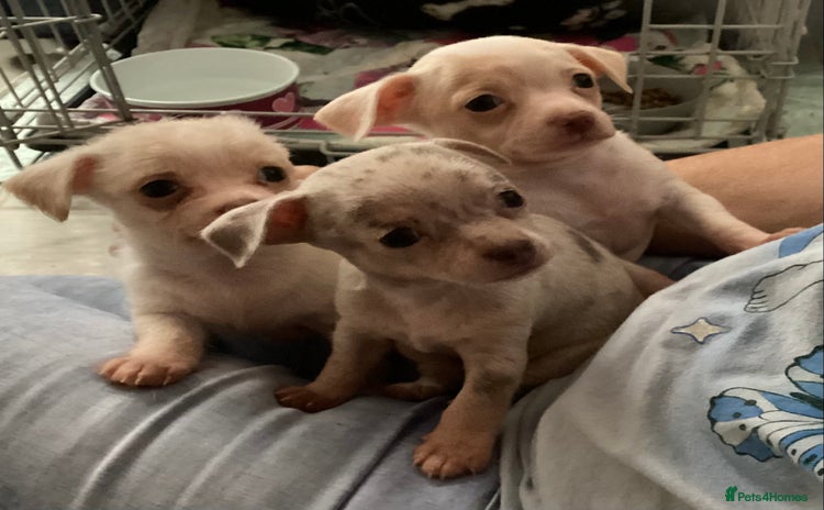 Chihuahua dogs - Advert 5