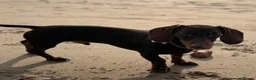 Miniature Dachshund dogs for stud: Chocolate and tan miniature dachshund - Advert 2