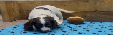 Cocker Spaniel Puppy 1