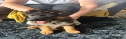 German Shepherd dogs for sale: LAST MALE GERMAN SHEPHERD LEFT  - Advert 1