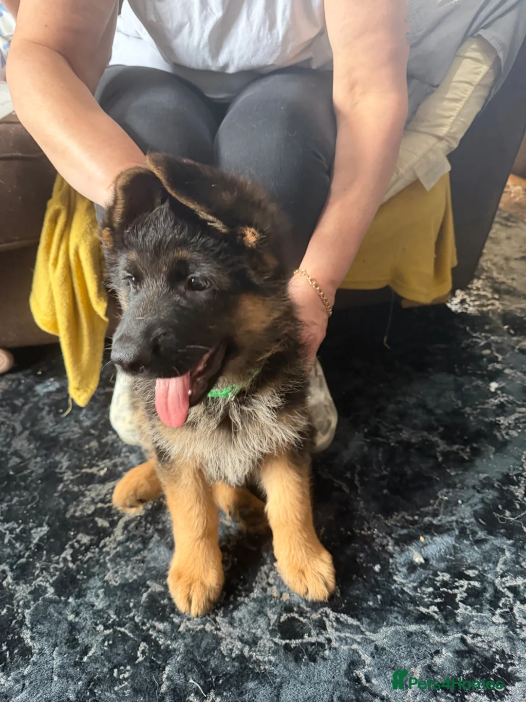 German Shepherd dogs for sale: LAST MALE GERMAN SHEPHERD LEFT  - Advert 1