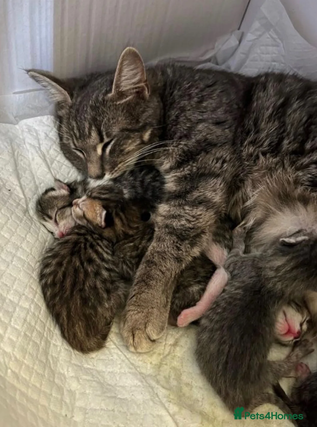 Mixed Breed cats for sale: Stunning Bengal x Tabby Kittens Ready Now! in Bradford - Advert 5