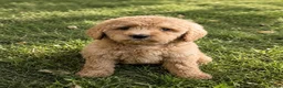 Goldendoodle dogs for sale: Beautiful golden doodles looking for forever homes - Advert 9