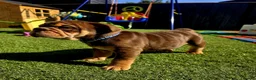 English Bulldog dogs for sale: Litter of bulldogs  - Advert 26