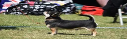 Chihuahua dogs for sale: Beautiful KC White Girl  - Advert 5