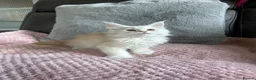 Maine Coon cats for sale: Stunning Maine Coon babies - Advert 4