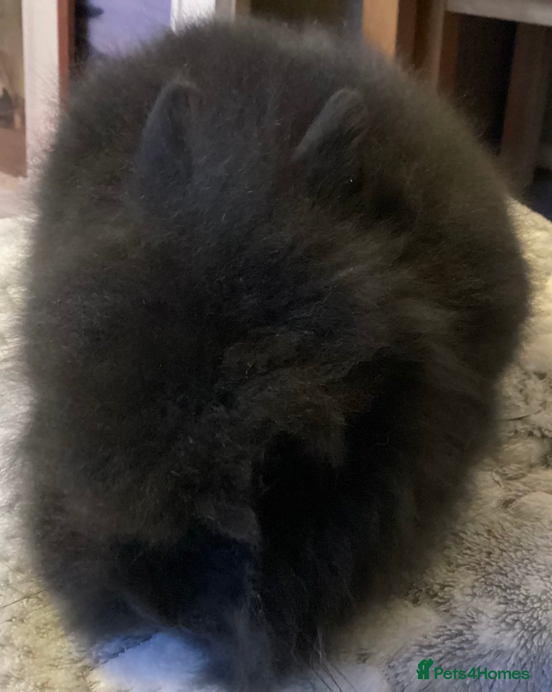 Lionhead rabbits for sale: Stunning DM lionheads baby rabbits - Advert 4