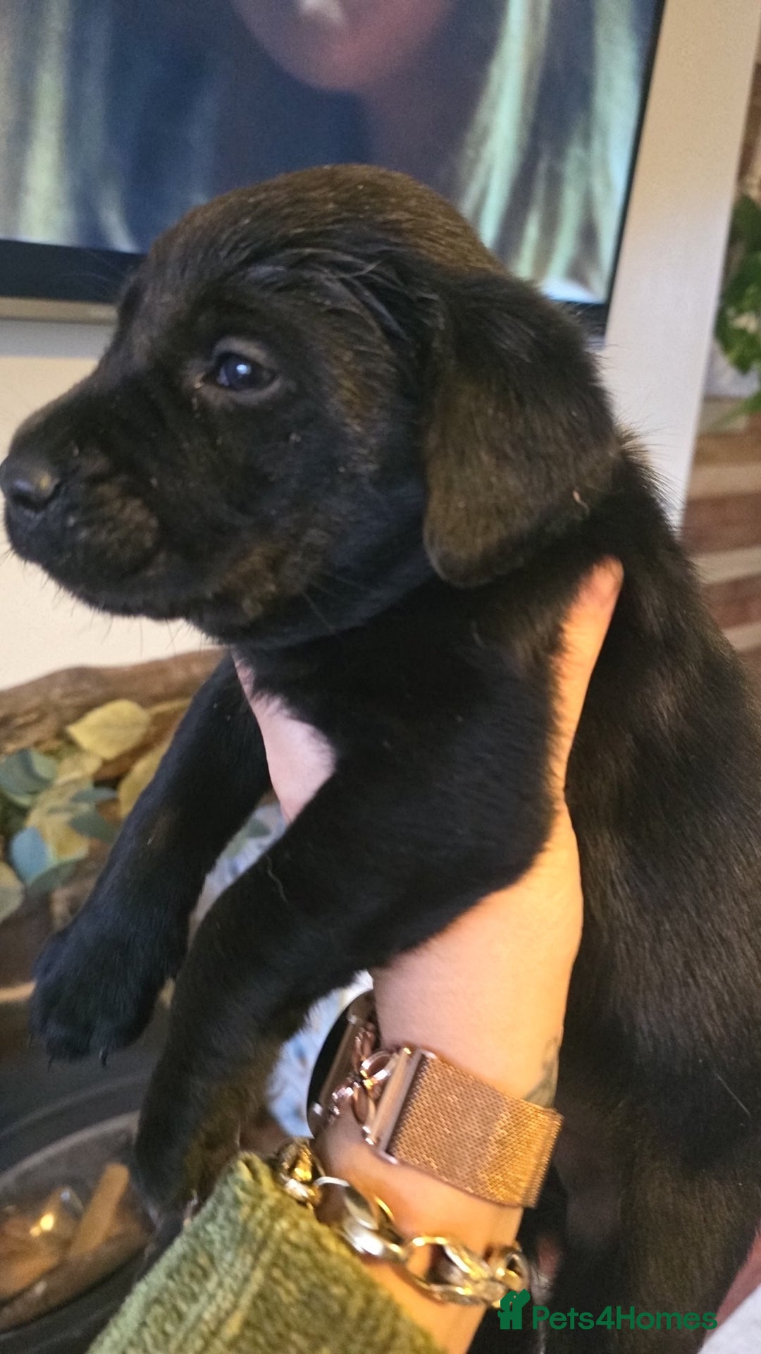 Labrador Retriever dogs for sale: Last kc labrador bitch available due to none coll - Advert 3