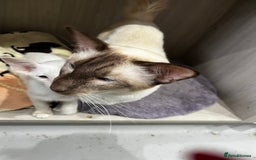 Siamese cats for sale: Rare Pure bred Balinese  - Image 4