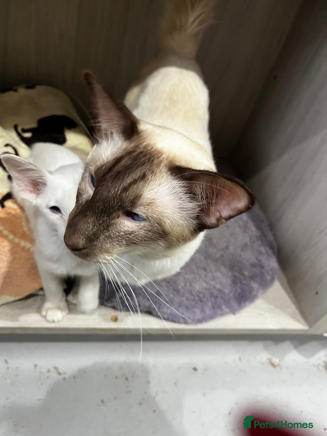 Siamese cats for sale: Rare Pure bred Balinese  - Image 4