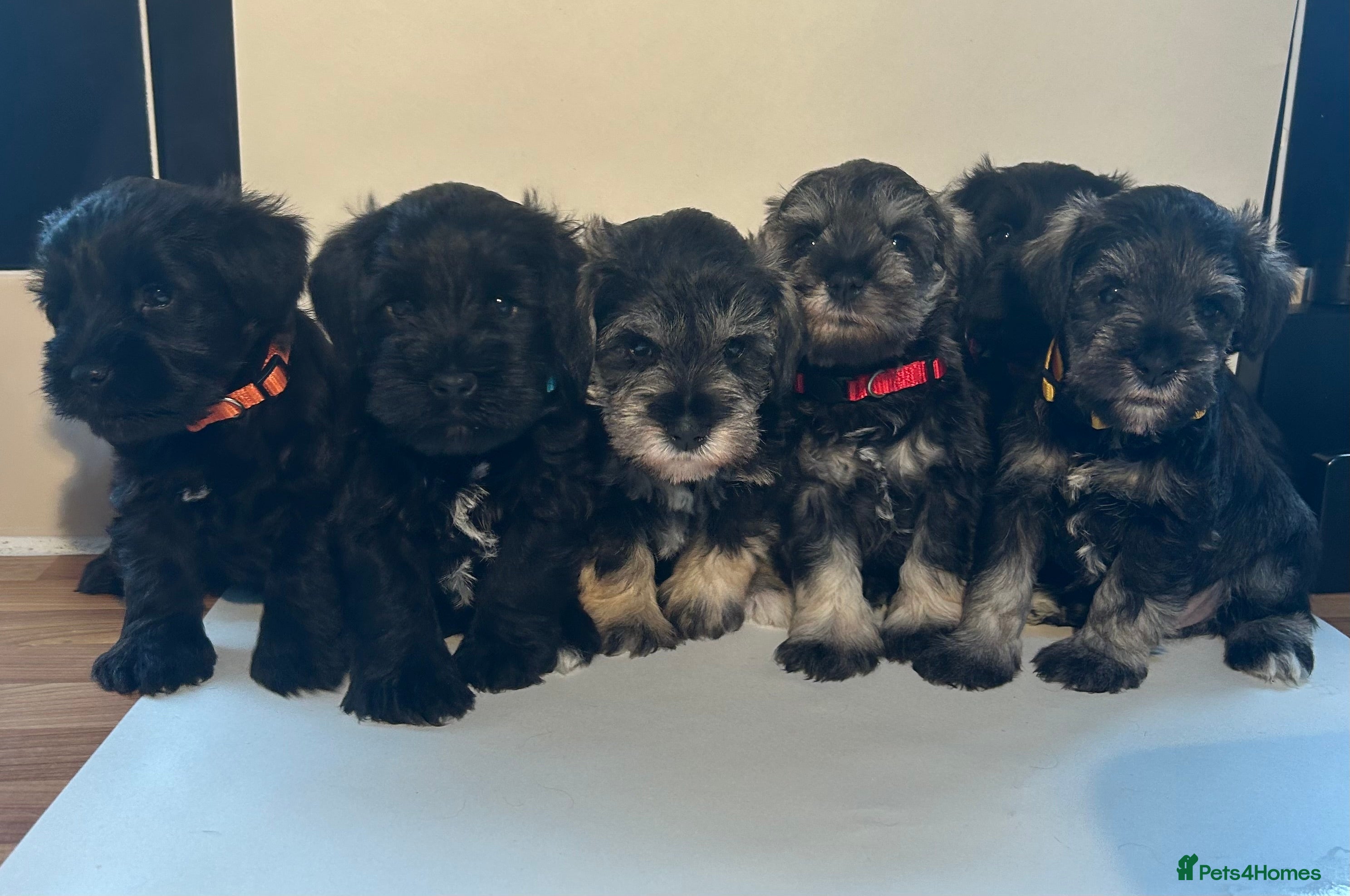 Miniature Schnauzer dogs Pedigree Miniature Schnauzers - Advert 1