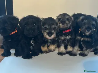 Miniature Schnauzer dogs Pedigree Miniature Schnauzers - Advert 1