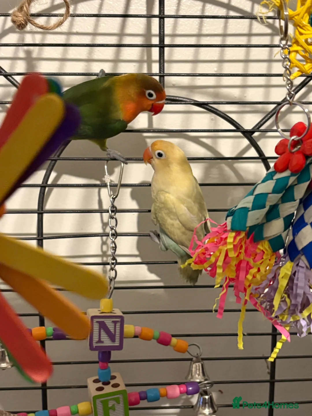 Lovebirds birds for sale: Pair of Lovebirds in Chorley - Advert 1
