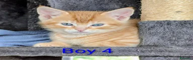 Mixed Breed 4
