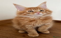 Maine Coon cats for sale: GCCF female pedigree Maine Coon kitten  - Image 9
