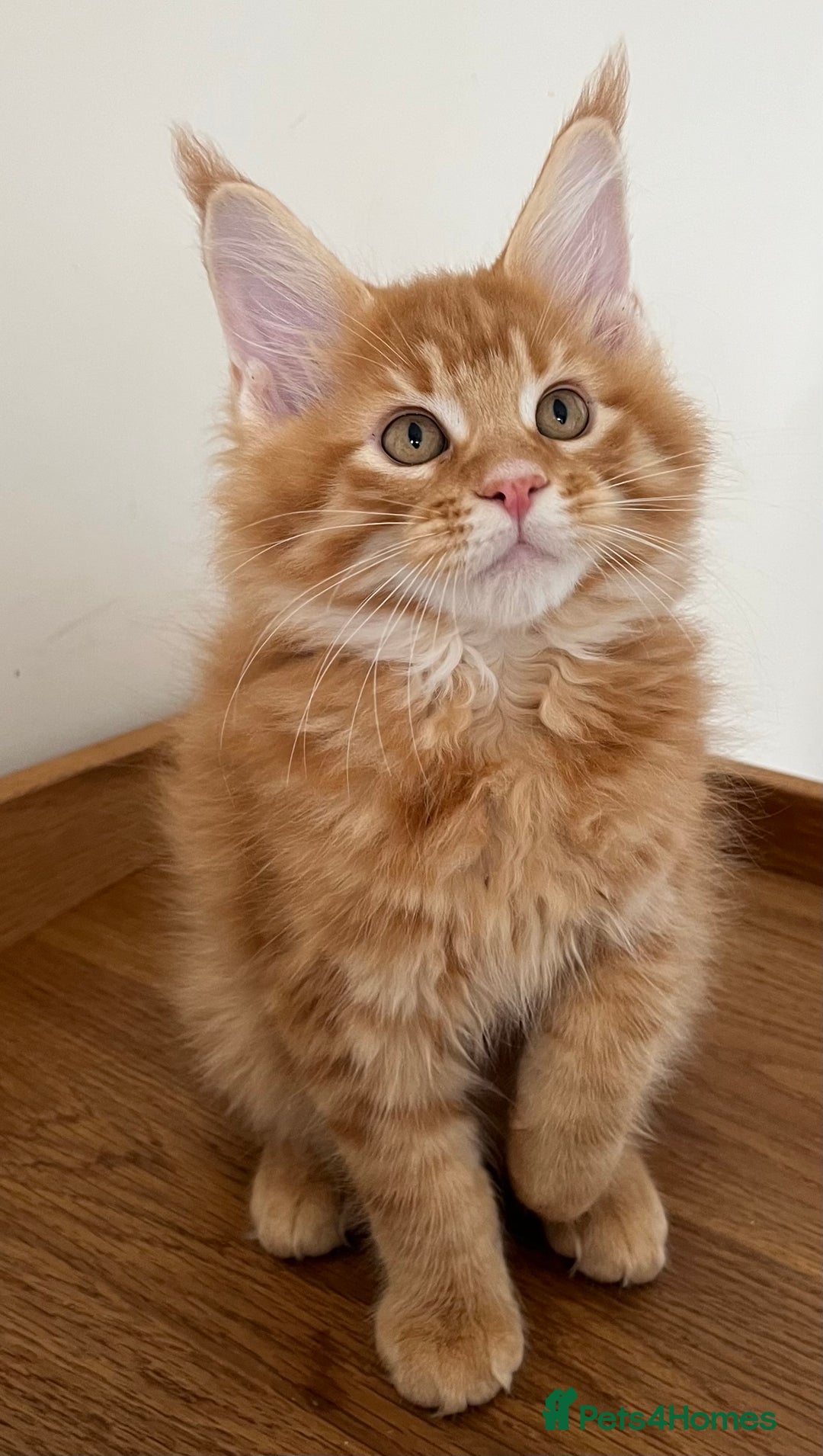 Maine Coon cats for sale: GCCF female pedigree Maine Coon kitten  - Image 9