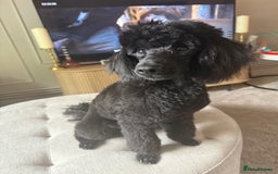 Miniature Poodle dogs for sale: Miniature Poodle - Image 1