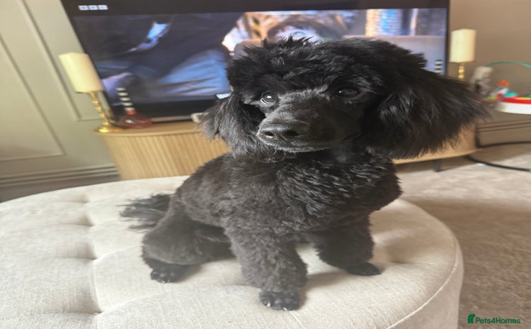 Miniature Poodle dogs - Advert 3
