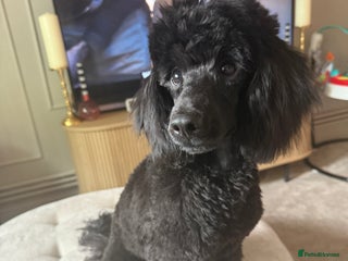 Miniature Poodle dogs - Advert 28