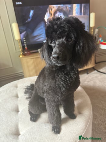 Miniature Poodle dogs - Advert 2