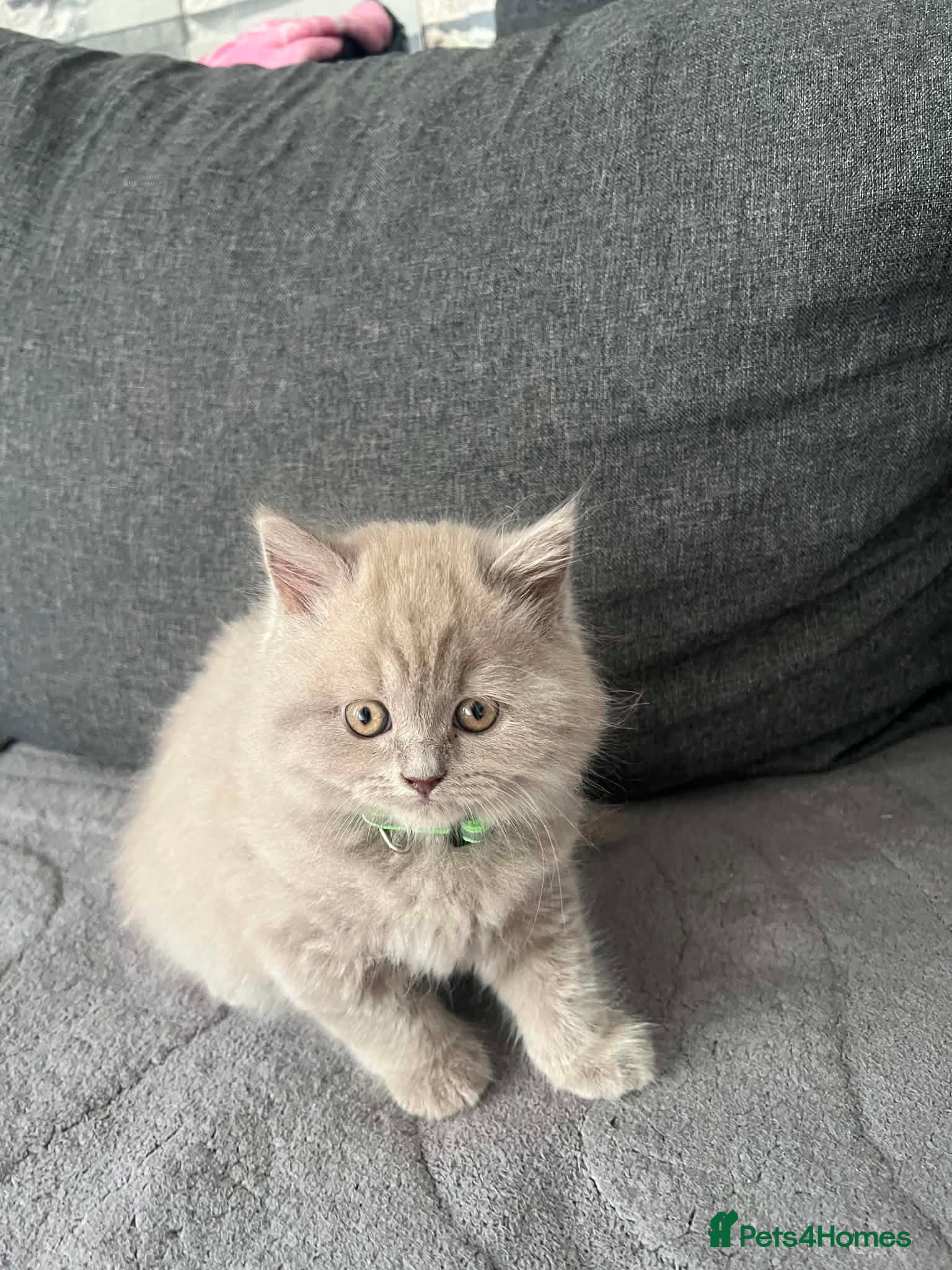 British Shorthair cats Left 1 female fluffy British shorthair kitty!!!… - Advert 2