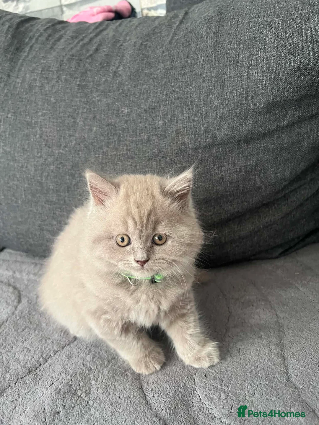 British Shorthair cats for sale: Left 1 female fluffy British shorthair kitty!!!… - Advert 2