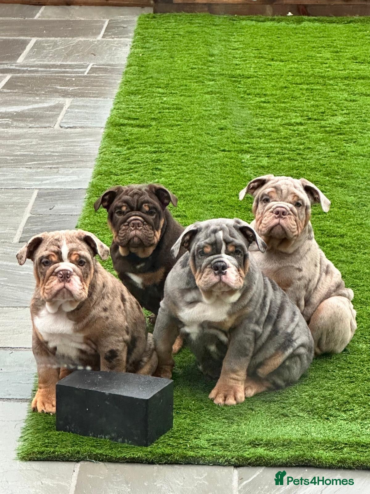 English Bulldog dogs Bulldog Puppies Champion bloodlines - Advert 4