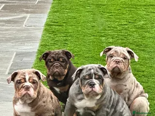 English Bulldog dogs Bulldog Puppies Champion bloodlines - Advert 3