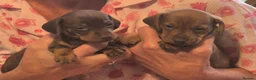 Miniature Dachshund dogs for sale: Miniature Dachshund Puppies  in Caernarfon - Advert 4