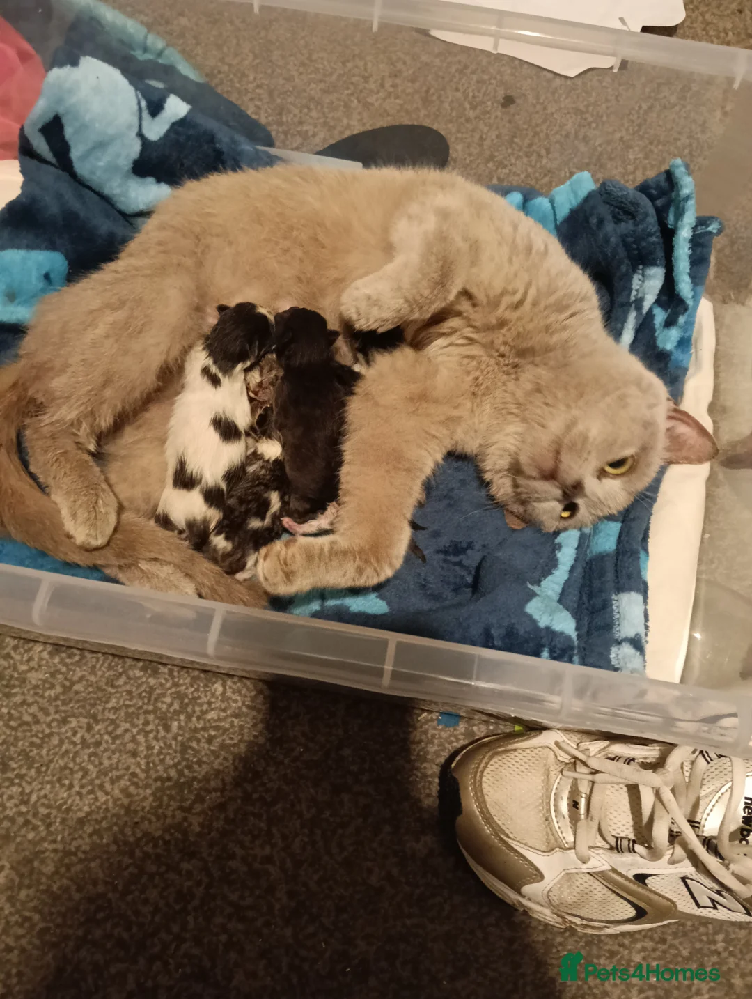 Mixed Breed cats for sale: Beautiful black/white British short hair x - Advert 1