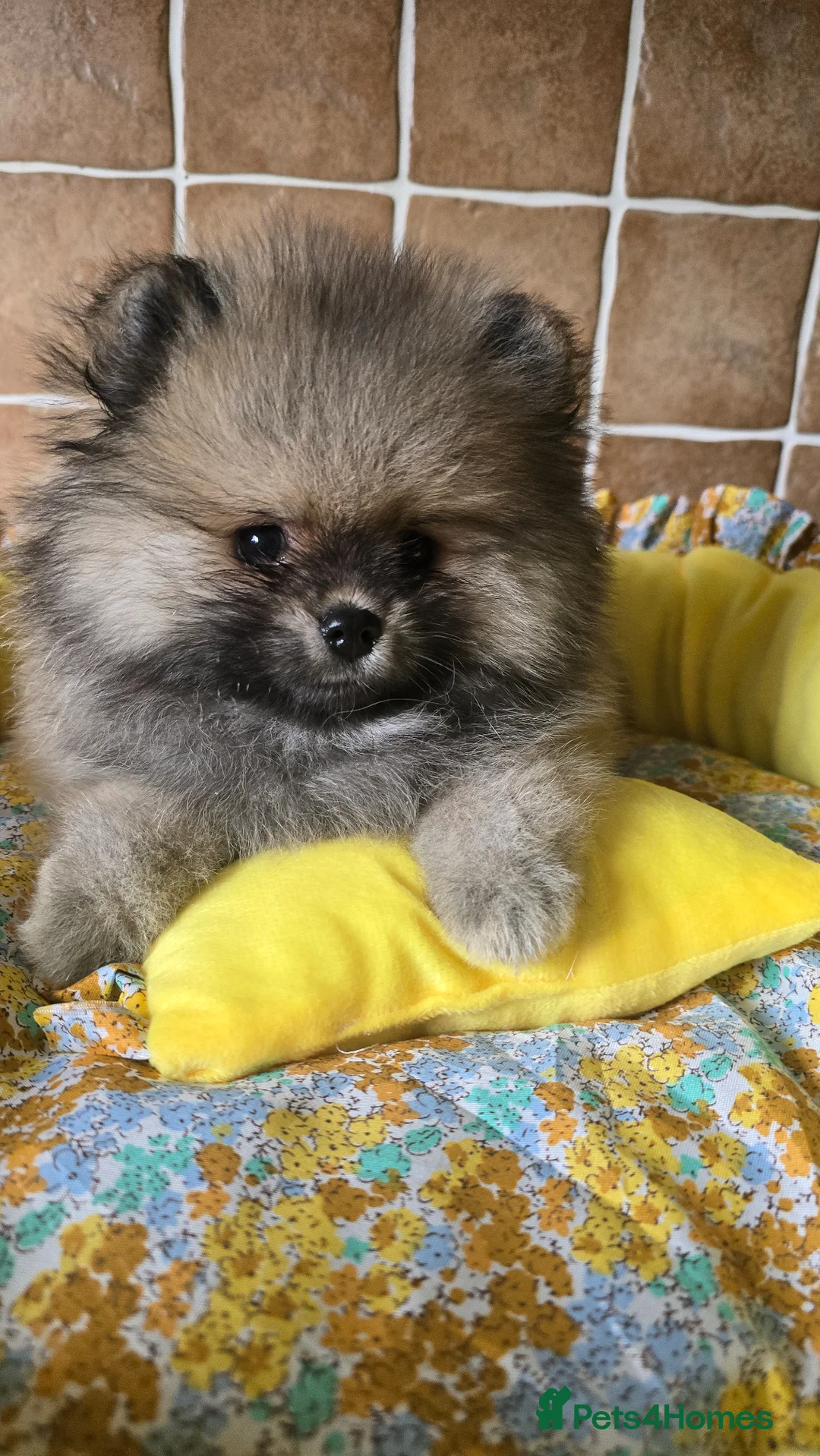 Pomeranian dogs for sale: Stunning teddy faces puppys - Advert 1