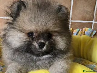Pomeranian dogs for sale: Stunning teddy faces puppys - Advert 1