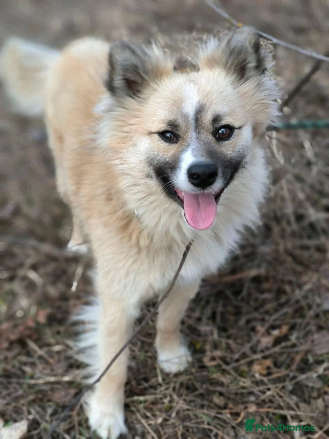 Mixed Breed dogs for adoption: 💙🐶 SANIOK – THE HAPPIEST LITTLE BUNDLE OF JOY  in Burton-on-Trent - Advert 2