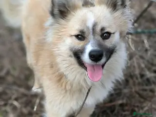 Mixed Breed dogs 💙🐶 SANIOK – THE HAPPIEST LITTLE BUNDLE OF JOY - Advert 16