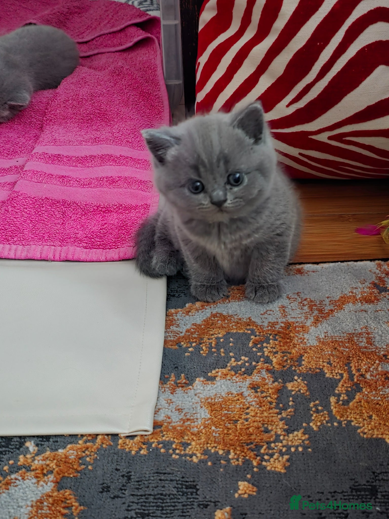 British Shorthair cats British shorthair kittens - Advert 1