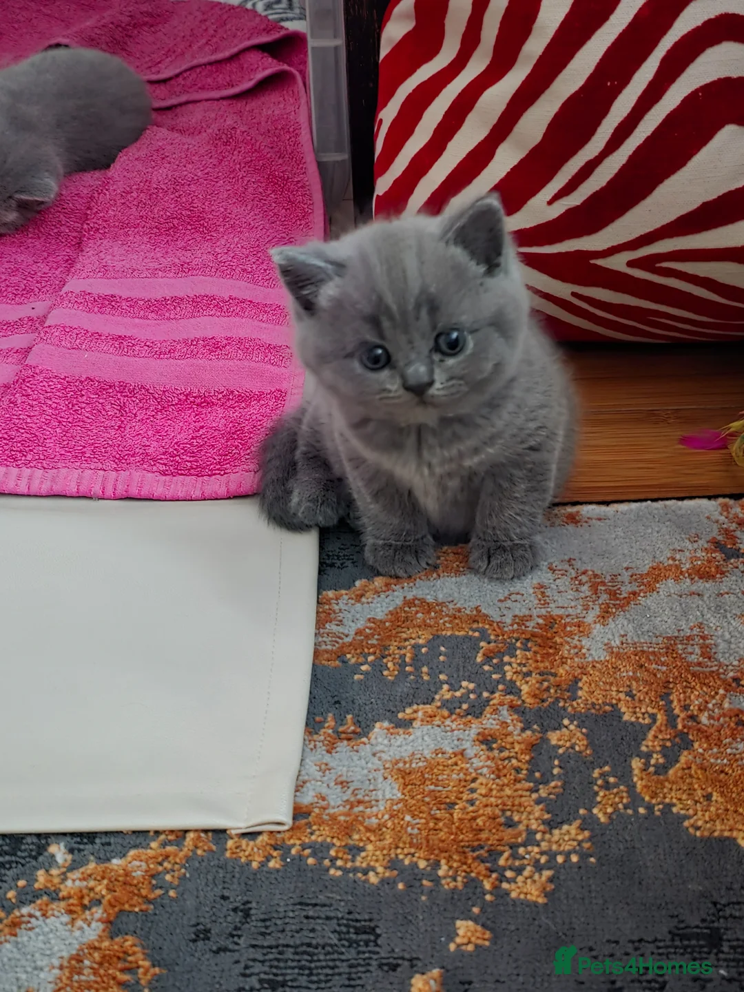 British Shorthair cats for sale: British shorthair kittens - Advert 2