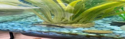 Live Bearers fish for sale: 2 batches of guppies - Advert 6