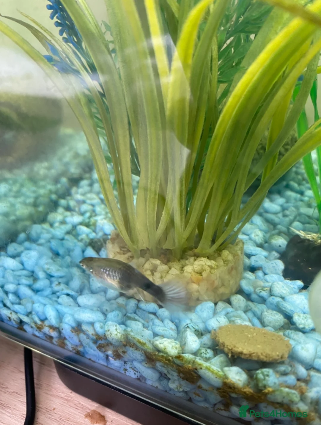 Live Bearers fish for sale: 2 batches of guppies - Advert 6
