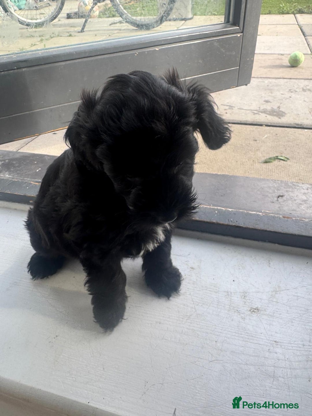 Mixed Breed dogs for sale: Pomeranian x Chihuahua puppies  - Advert 10