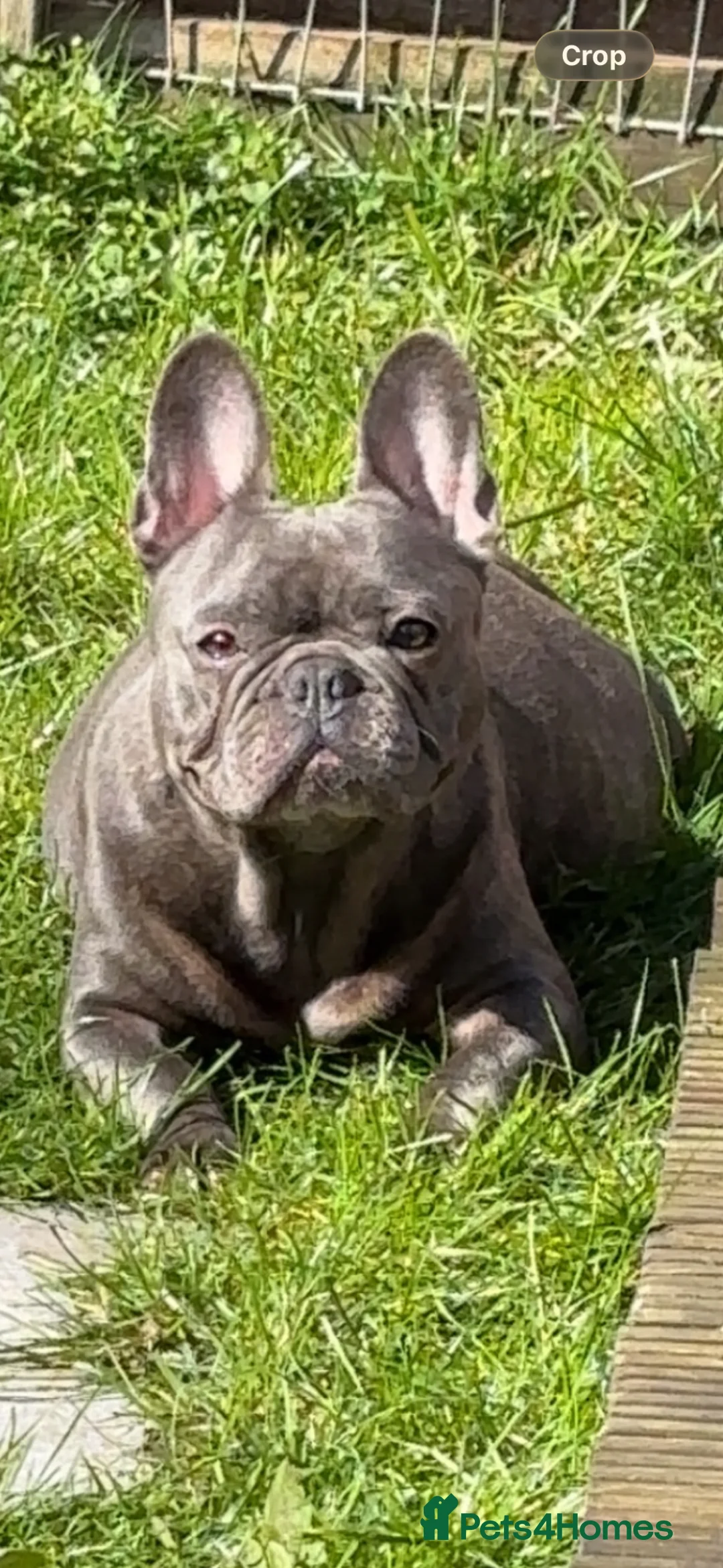 French Bulldog dogs for sale: French bulldog puppies  - Advert 2
