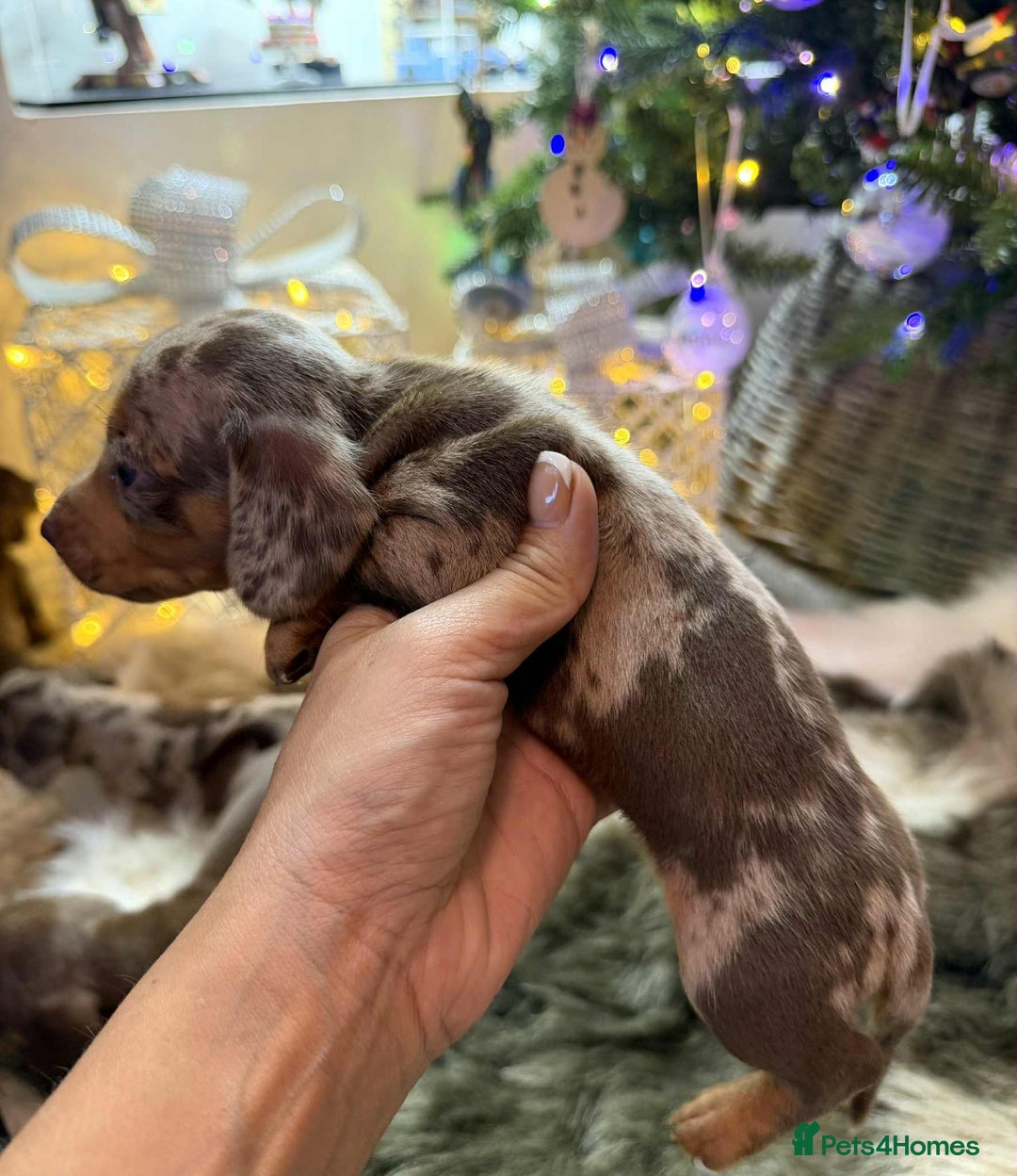 Miniature Dachshund dogs for sale: Miniature Daschunds Pra Clear  - Advert 8