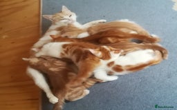 Mixed Breed cats for sale: CLEVER, BEAUTIFUL, KITTENS READY FOR FOREVER HOMES - Image 23