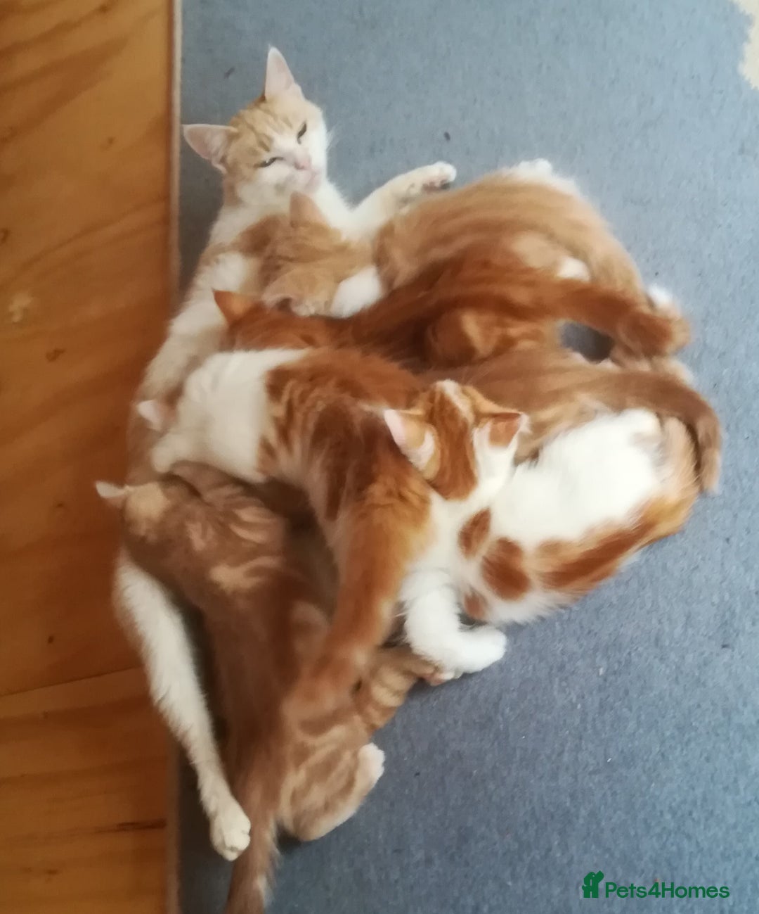 Mixed Breed cats for sale: CLEVER, BEAUTIFUL, KITTENS READY FOR FOREVER HOMES - Image 23