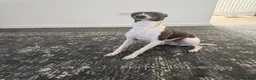 Italian Greyhound dogs for sale: Italian Greyhound  - Advert 2
