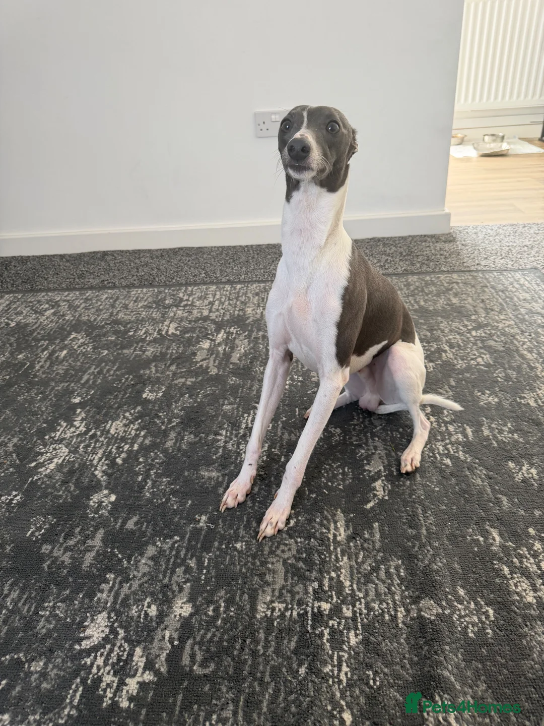 Italian Greyhound dogs for sale: Italian Greyhound  - Advert 2