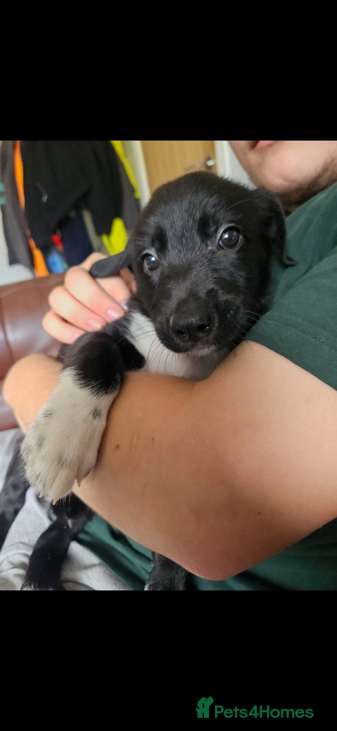 Border Collie dogs Active puppies looking for homes - Advert 2