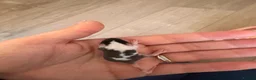 Mouse rodents for sale: Baby fancy pet mice boys-beautiful colours inc tri - Advert 5